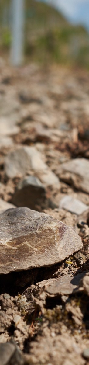 Unserer Philosophie für einen guten Mosel-Wein - Weingut Theo Loosen